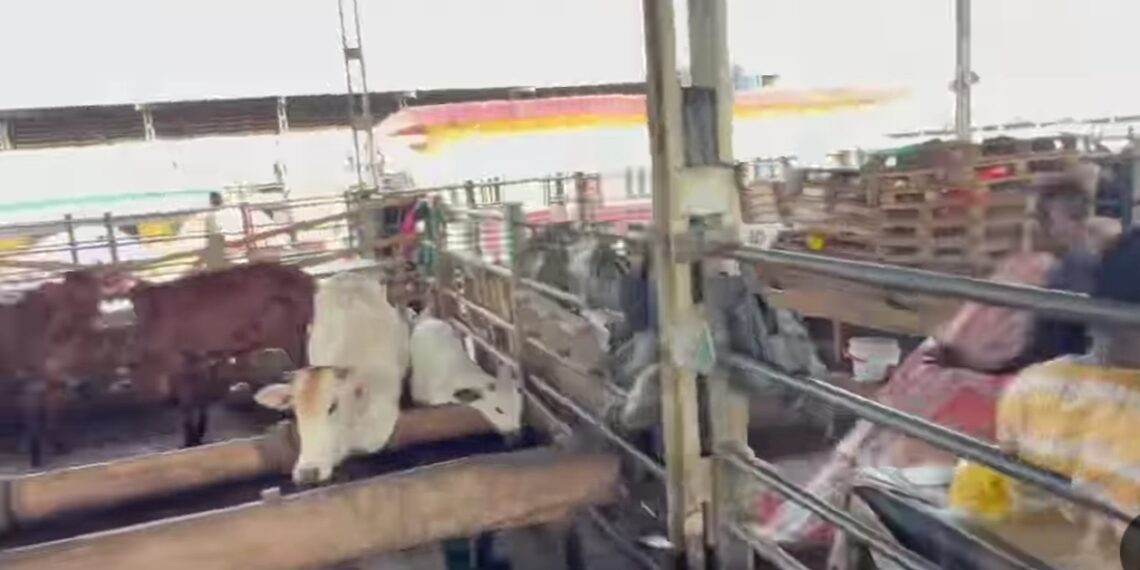 Lagos Shuts Down Oko-Oba Abattoir Over Environmental Violations