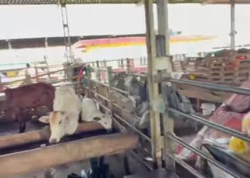 Lagos Shuts Down Oko-Oba Abattoir Over Environmental Violations