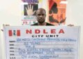 Wanted Lagos Hotelier Arrested as NDLEA Uncovers Large Drug Cache