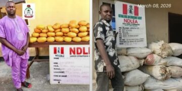 NDLEA Arrests Ex-Lagos Councillor With 40kg Skunk in Ibeju-Lekki